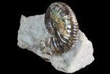 Iridescent Hoploscaphites Ammonite - South Dakota #86200-1